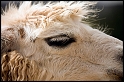 Eye of the Llama